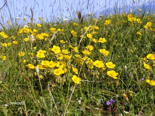 Lilium bulbuferum subsp. Croceum e Helianthemum sp.